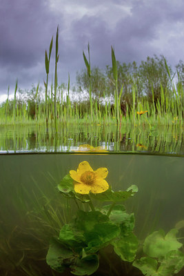 BUITEN BEELD Foto: 312622