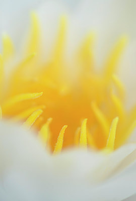 BUITEN BEELD Foto: 312683