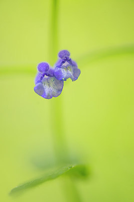 BUITEN BEELD Foto: 312688