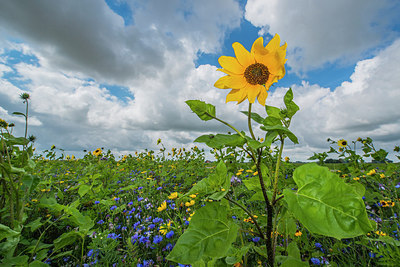 BUITEN BEELD Foto: 312732