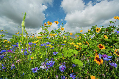 BUITEN BEELD Foto: 312771