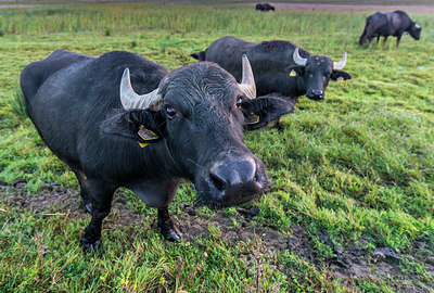 BUITEN BEELD Foto: 312790