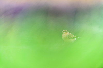 BUITEN BEELD Foto: 312826
