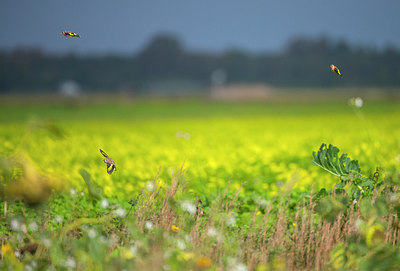 BUITEN BEELD Foto: 312835