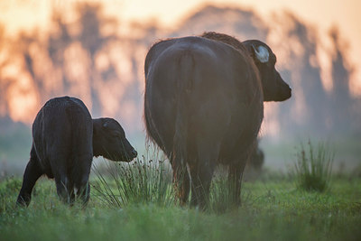 BUITEN BEELD Foto: 312842