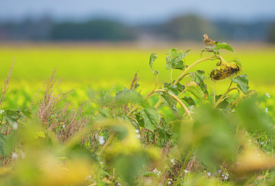 BUITEN BEELD Foto: 312843