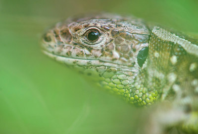 BUITEN BEELD Foto: 312845