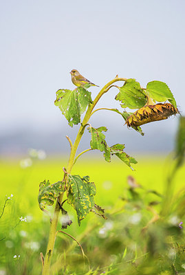 BUITEN BEELD Foto: 312850