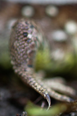 BUITEN BEELD Foto: 312869