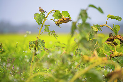 BUITEN BEELD Foto: 312875