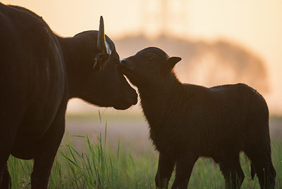 BUITEN BEELD Foto: 312879