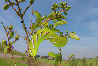 BUITEN BEELD Foto: 312928