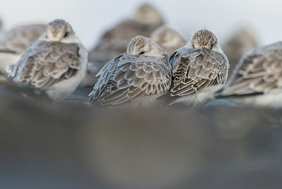BUITEN BEELD Foto: 312936