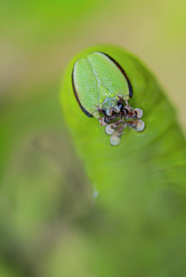 BUITEN BEELD Foto: 312953