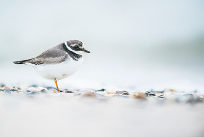 BUITEN BEELD Foto: 313033