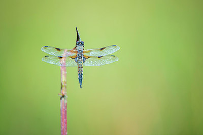 BUITEN BEELD Foto: 313082