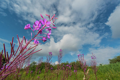 BUITEN BEELD Foto: 313132