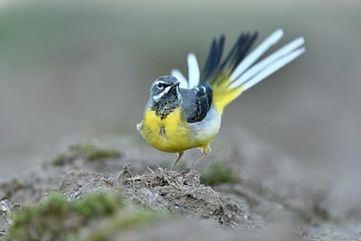 BUITEN BEELD Foto: 313258