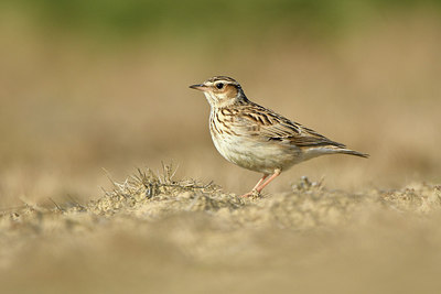 BUITEN BEELD Foto: 313267