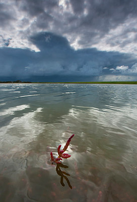 BUITEN BEELD Foto: 313285