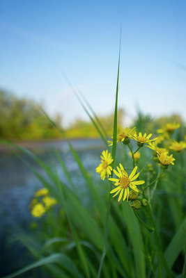 BUITEN BEELD Foto: 313317