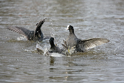 BUITEN BEELD Foto: 313343