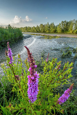 BUITEN BEELD Foto: 313363