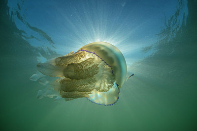 BUITEN BEELD Foto: 313369