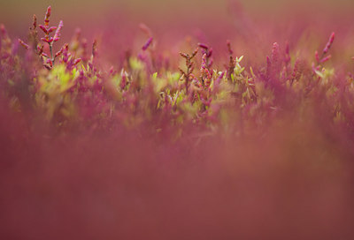 BUITEN BEELD Foto: 313373