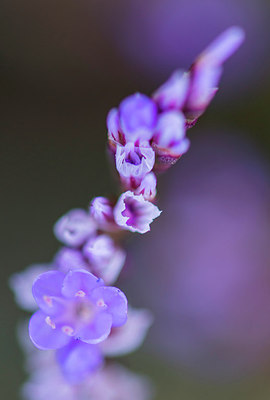 BUITEN BEELD Foto: 313445