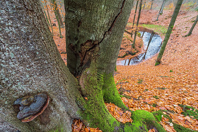 BUITEN BEELD Foto: 313460