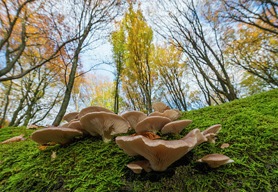 BUITEN BEELD Foto: 313540