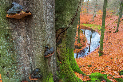 BUITEN BEELD Foto: 313565