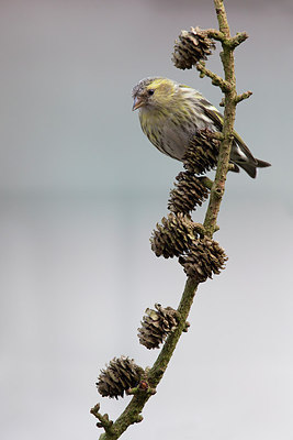 BUITEN BEELD Foto: 313605