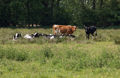 BUITEN BEELD Foto: 313623
