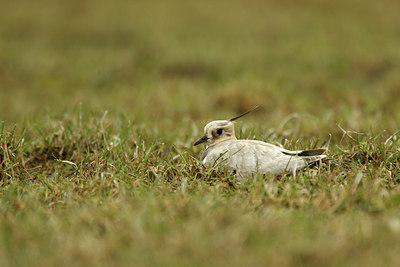 BUITEN BEELD Foto: 313635