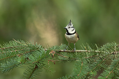 BUITEN BEELD Foto: 313645