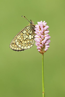 BUITEN BEELD Foto: 313647