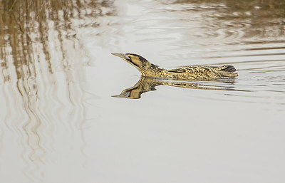 BUITEN BEELD Foto: 313661
