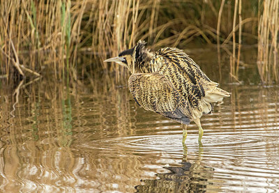 BUITEN BEELD Foto: 313665