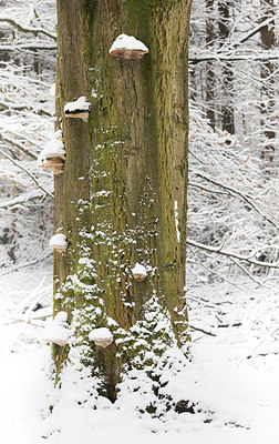 BUITEN BEELD Foto: 313705