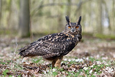 BUITEN BEELD Foto: 313748