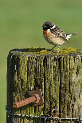 BUITEN BEELD Foto: 313749