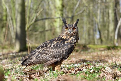 BUITEN BEELD Foto: 313754
