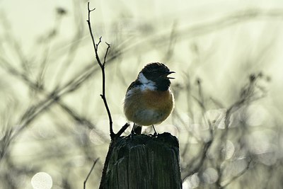 BUITEN BEELD Foto: 313755