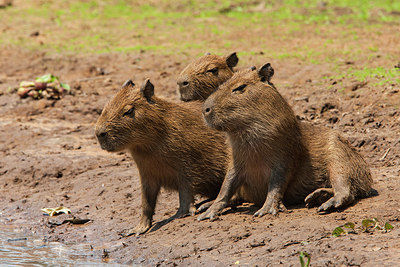 BUITEN BEELD Foto: 313775