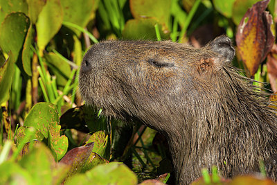 BUITEN BEELD Foto: 313777
