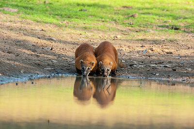 BUITEN BEELD Foto: 313784