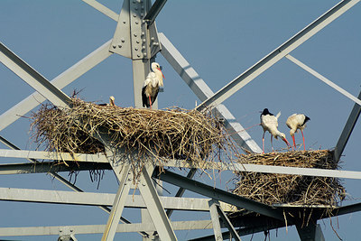 BUITEN BEELD Foto: 313791
