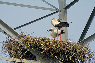 BUITEN BEELD Foto: 313795